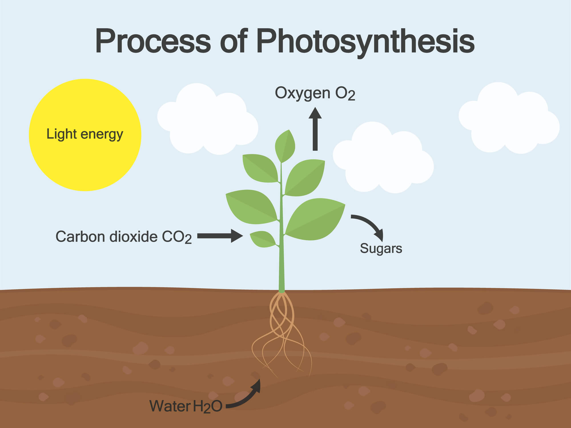 Process of Photosynthesis. A plant is at the centre. It takes in water H2O through its roots, carbon dioxide C O2 and sunlight through its leaves. The leaves release oxygen O2 into the air and generate sugars as part of the cycle.